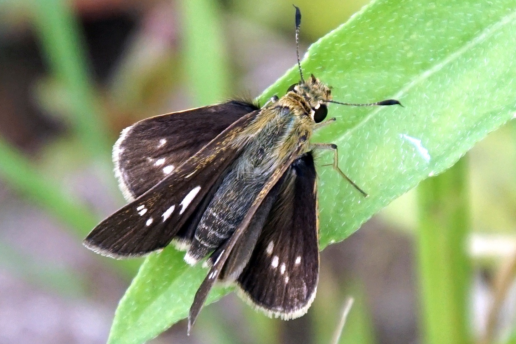 Gnophos clavellata - Blumenmädchenhüpfer